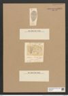 Licmophora bailey (Edw.) Grun. (de-Toni-Nr.: Genus 86, Species 2977) Zeichnungen Sammlung Grunow Nr. 6044 (NHMW-BOT-W0374551)